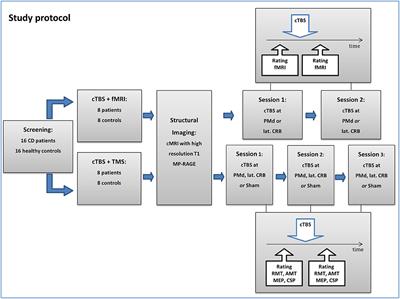 Increased Finger-Tapping Related Cerebellar Activation in Cervical Dystonia, Enhanced by Transcranial Stimulation: An Indicator of Compensation?